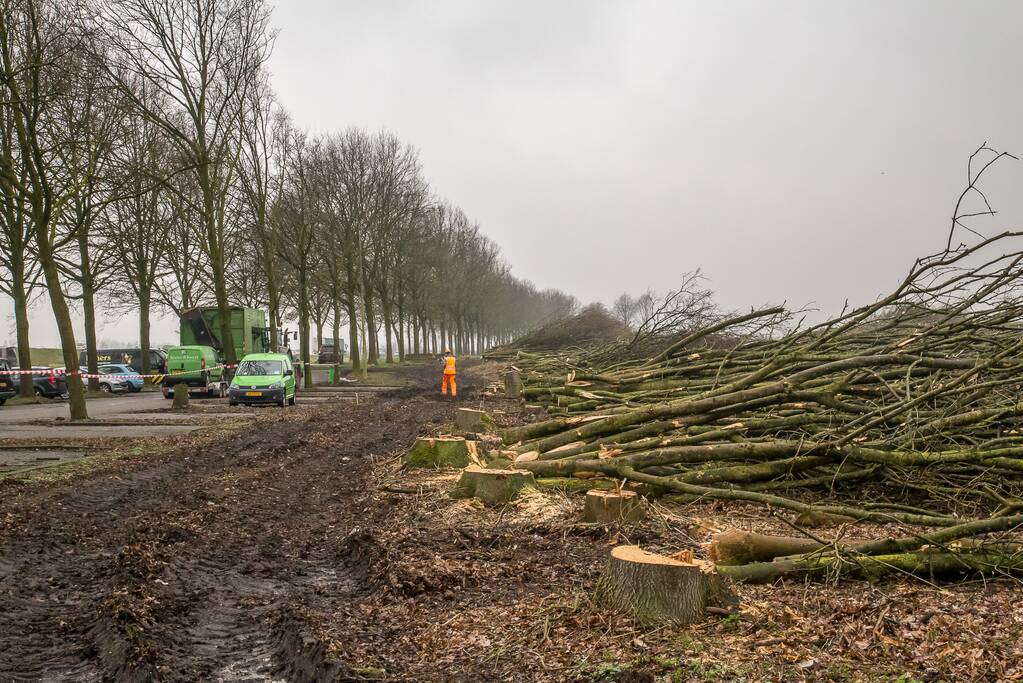 Beruchte seksbos langs de carpoolplaats gekapt