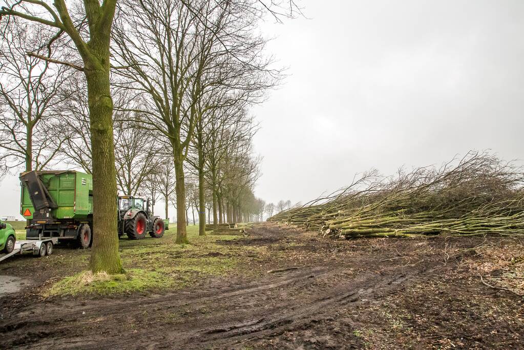 Beruchte seksbos langs de carpoolplaats gekapt