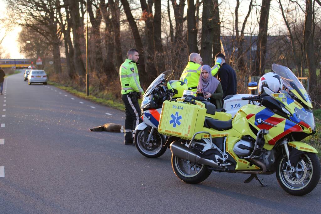 Auto beschadigd na aanrijding met ree