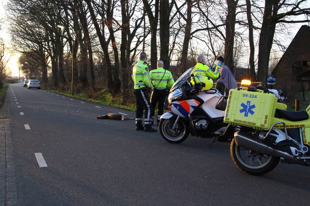 Auto beschadigd na aanrijding met ree
