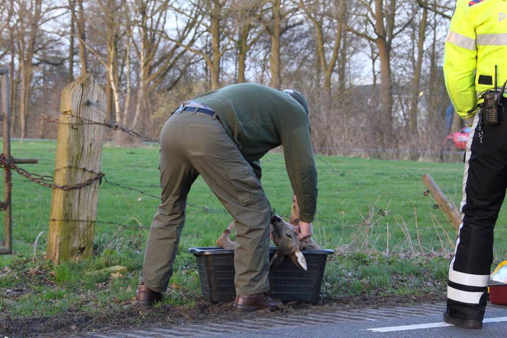 Auto beschadigd na aanrijding met ree