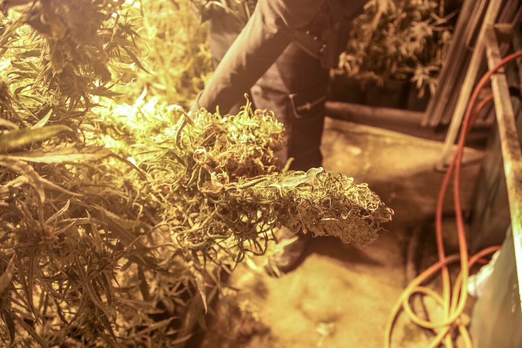 Ondergronds hennepkwekerij ontmanteld