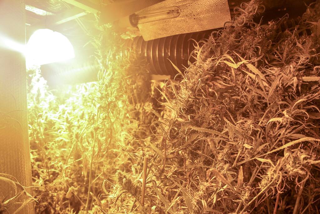 Ondergronds hennepkwekerij ontmanteld