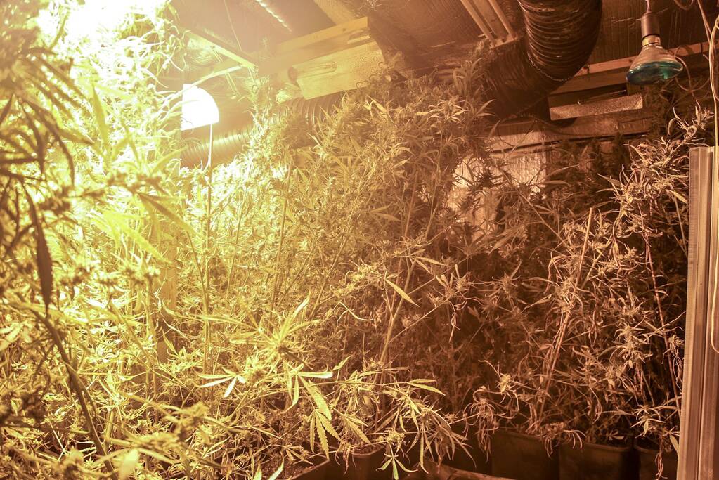 Ondergronds hennepkwekerij ontmanteld