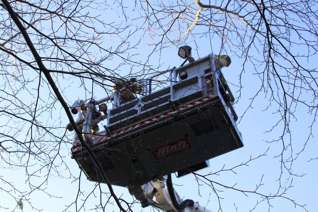 Brandweer bevrijdt ekster uit hoge boom