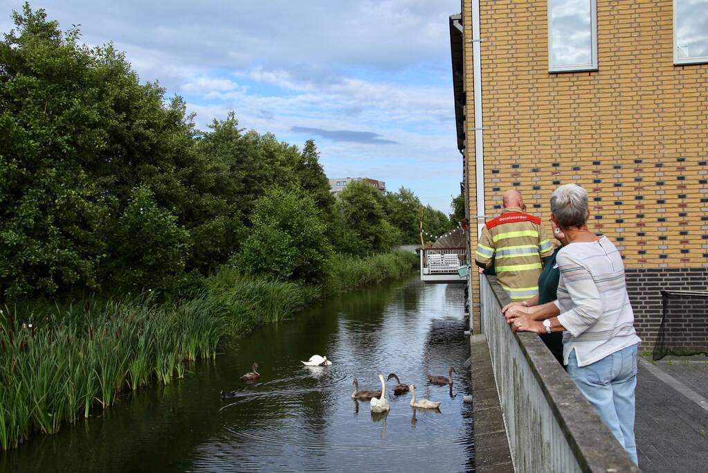 Jonge zwaan vast met dobber en vishaak