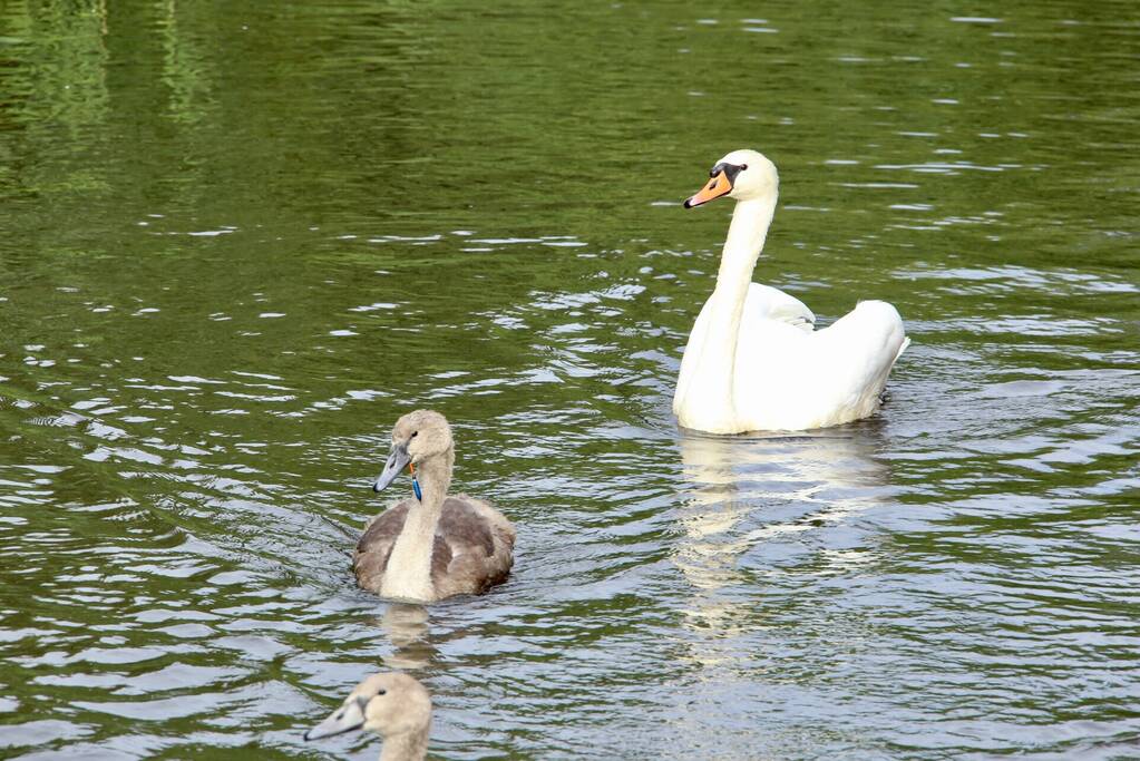 Jonge zwaan vast met dobber en vishaak