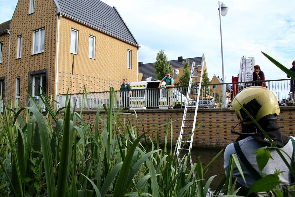 Jonge zwaan vast met dobber en vishaak
