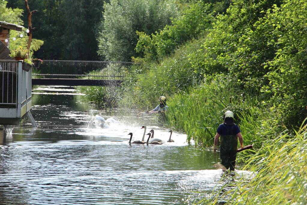 Jonge zwaan vast met dobber en vishaak
