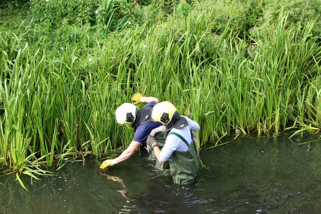 Jonge zwaan vast met dobber en vishaak