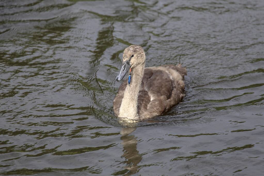 Jonge zwaan vast met dobber en vishaak