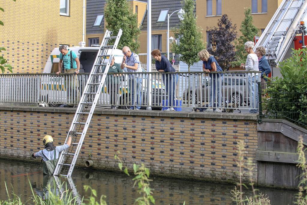 Jonge zwaan vast met dobber en vishaak