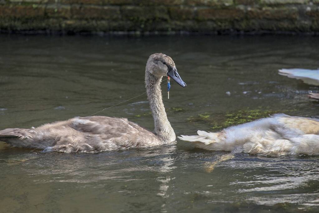 Jonge zwaan vast met dobber en vishaak