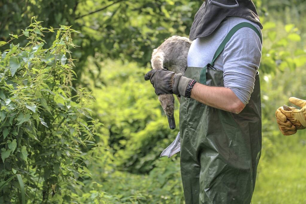 Jonge zwaan vast met dobber en vishaak