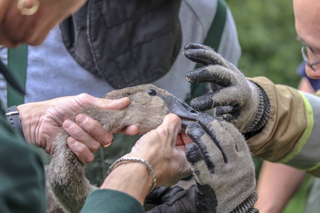 Jonge zwaan vast met dobber en vishaak