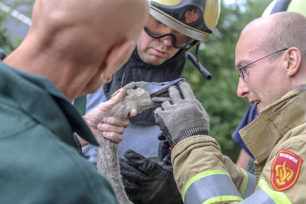 Jonge zwaan vast met dobber en vishaak