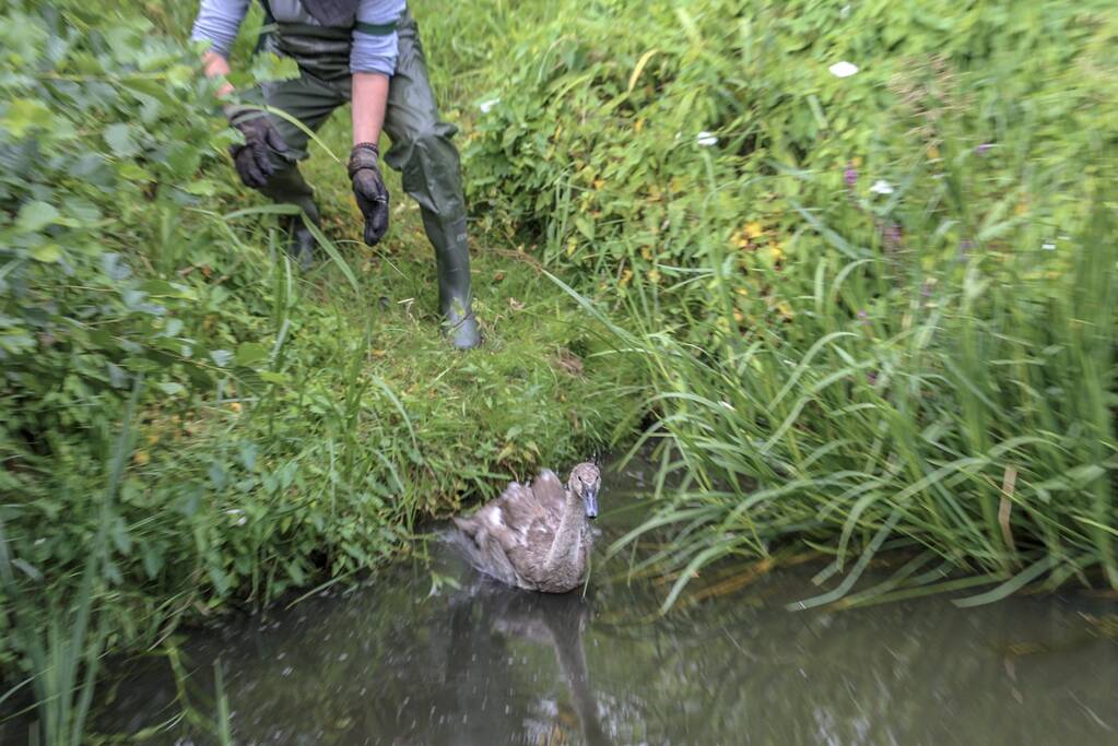 Jonge zwaan vast met dobber en vishaak