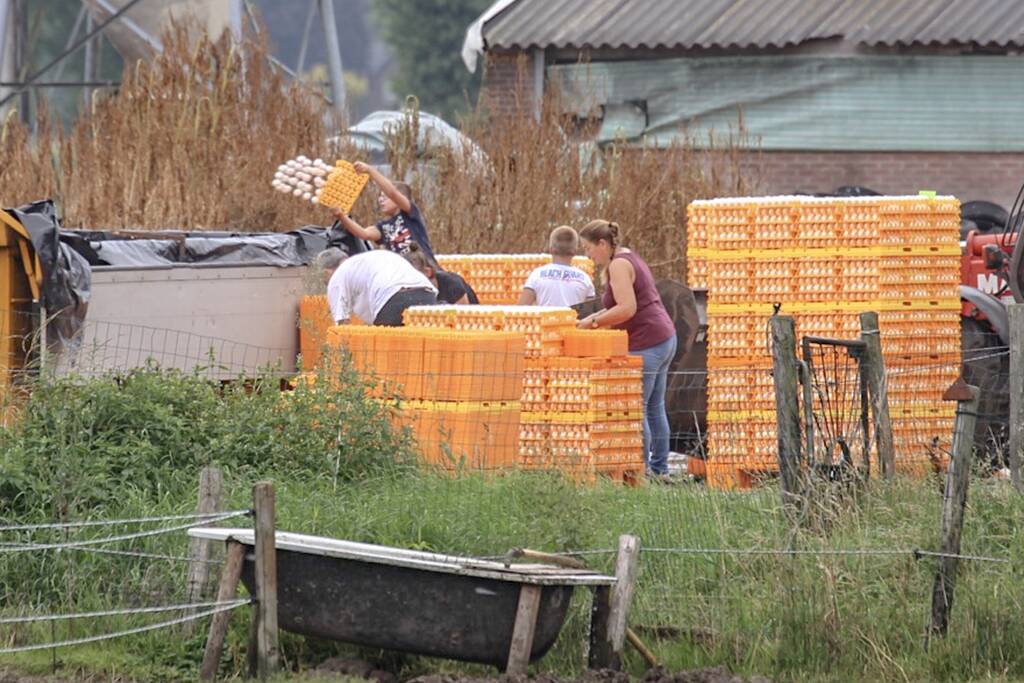14 kippenboeren met fipronil melden zich