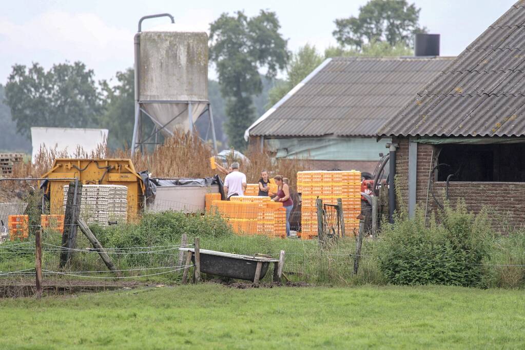 14 kippenboeren met fipronil melden zich