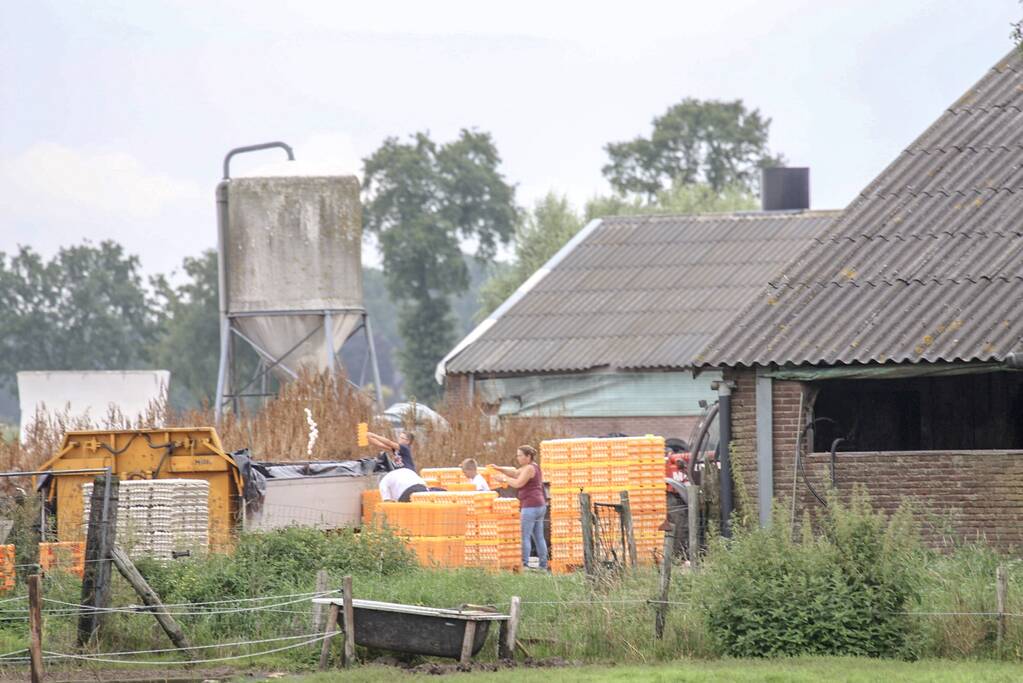 14 kippenboeren met fipronil melden zich