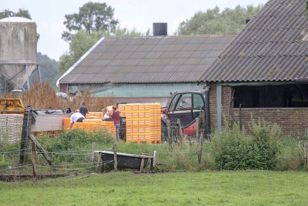 14 kippenboeren met fipronil melden zich
