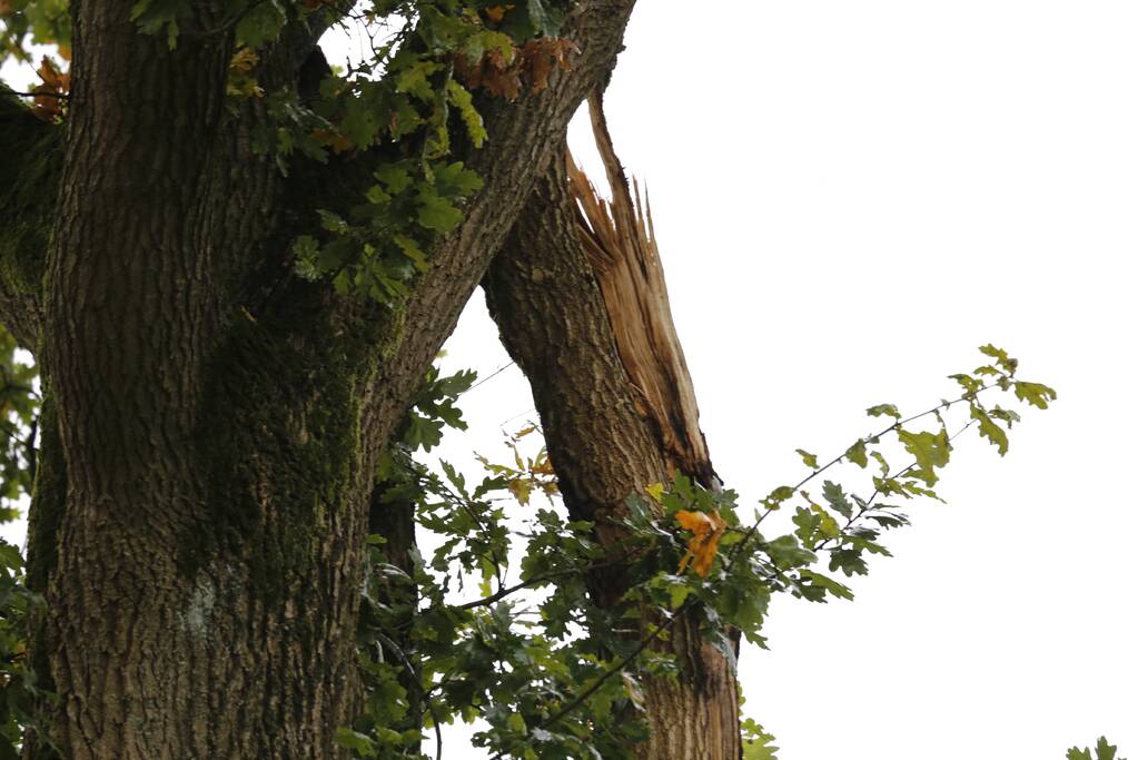 Weg afgesloten door vallende takken