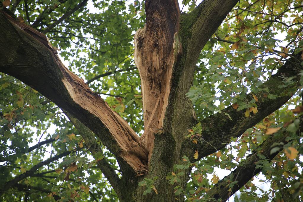 Deel van boom breekt af na storm