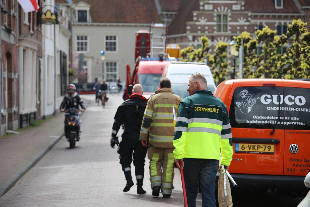 Brandweer redt vastzittende eendjes
