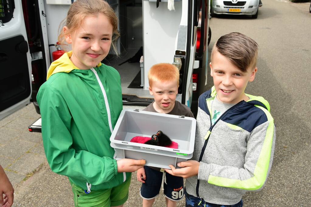 Bram (10) en Jamie (10) redden jonge meerkoetjes uit sloot