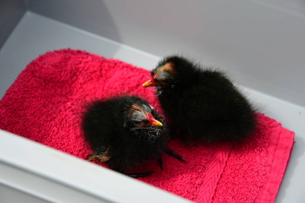 Bram (10) en Jamie (10) redden jonge meerkoetjes uit sloot