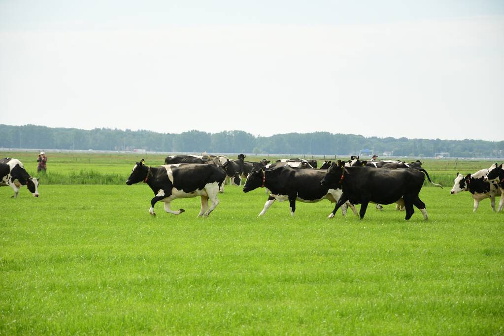 Veel publiek bij open dag en koeiendans