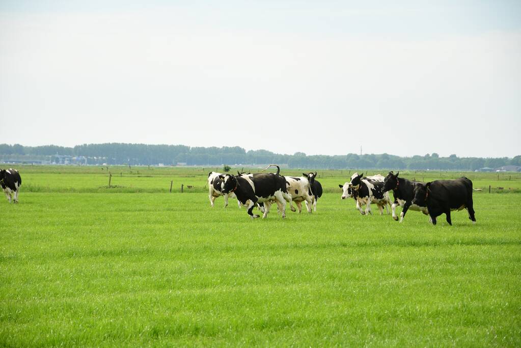 Veel publiek bij open dag en koeiendans