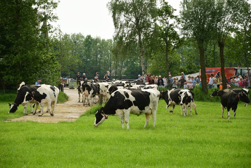 Veel publiek bij open dag en koeiendans