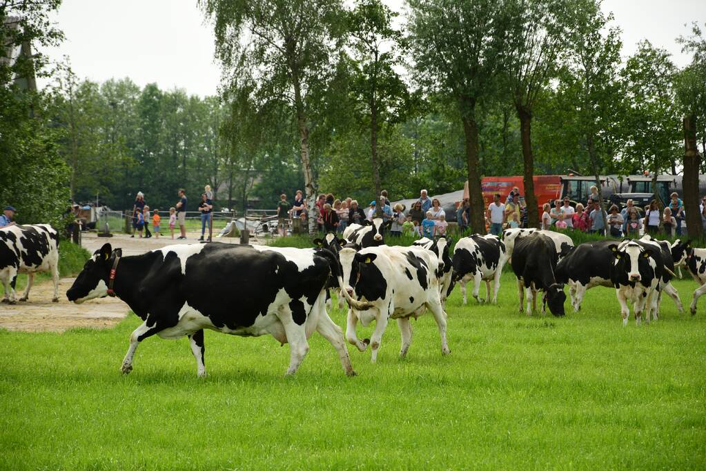 Veel publiek bij open dag en koeiendans