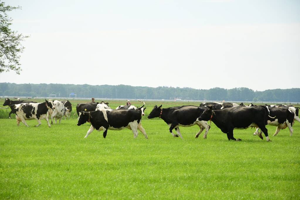 Veel publiek bij open dag en koeiendans