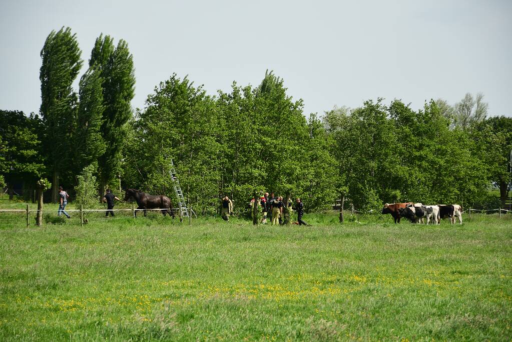 Te water geraakt paard gered door de brandweer