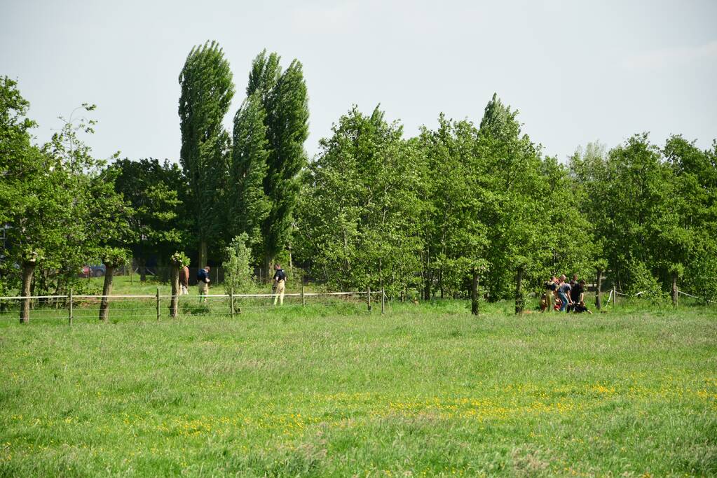 Te water geraakt paard gered door de brandweer
