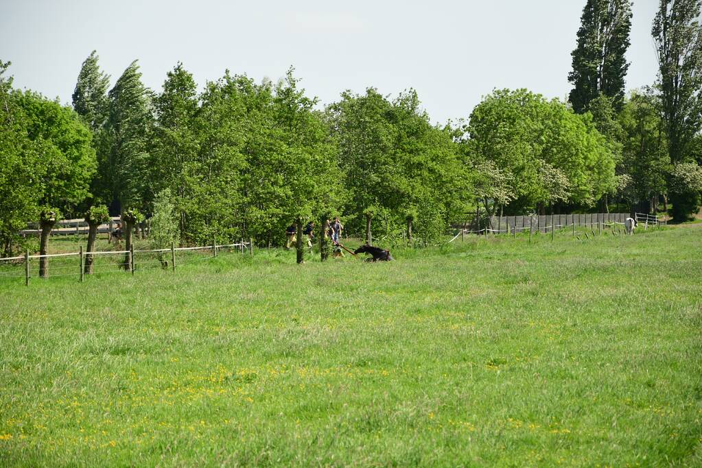 Te water geraakt paard gered door de brandweer