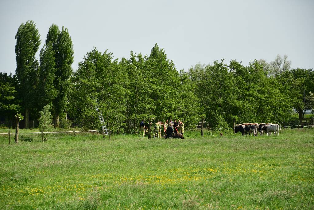 Te water geraakt paard gered door de brandweer