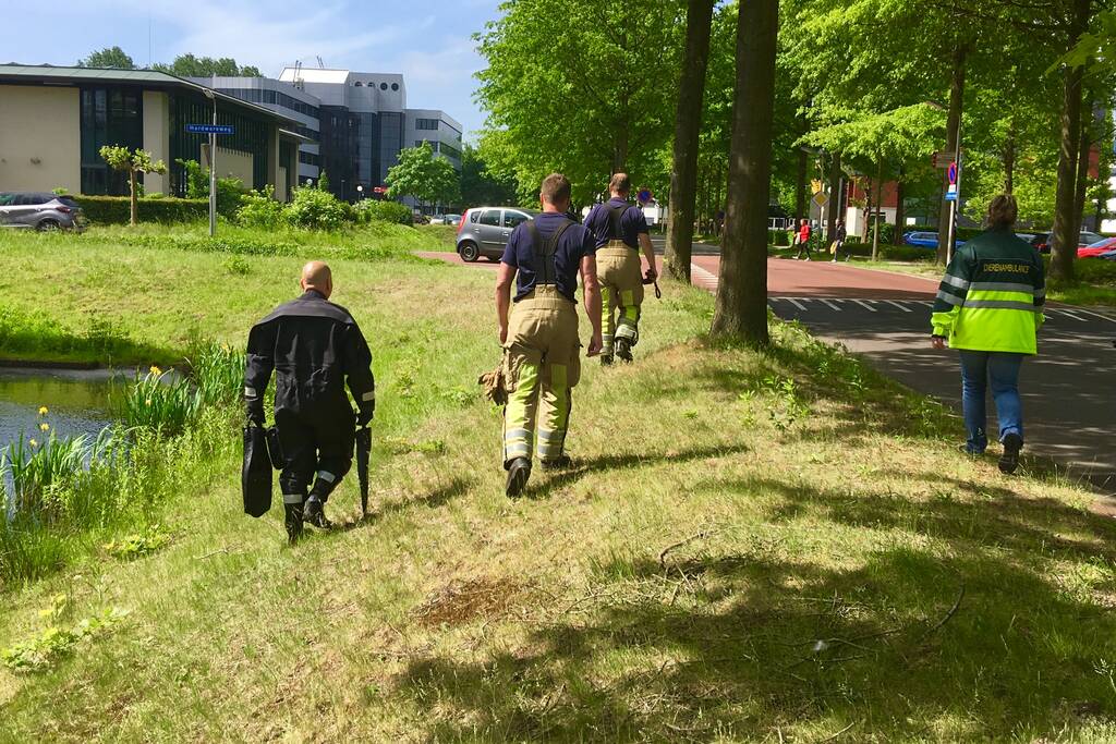 Gewonden zwaan ontsnapt aan redders