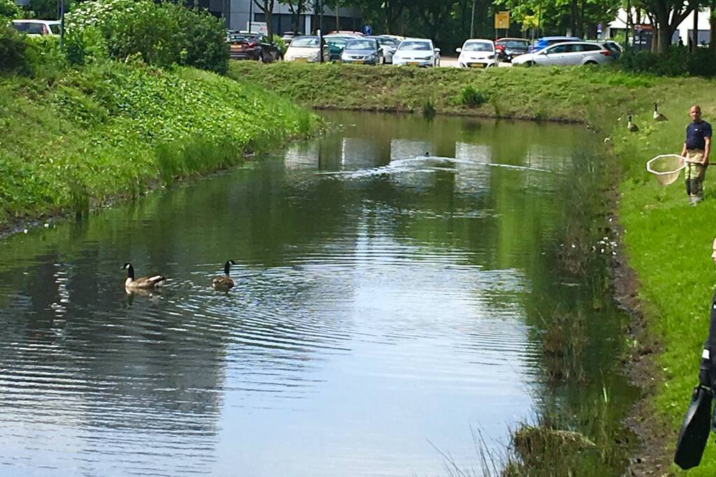 Gewonden zwaan ontsnapt aan redders