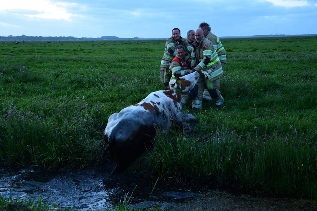 Brandweer redt koe uit sloot