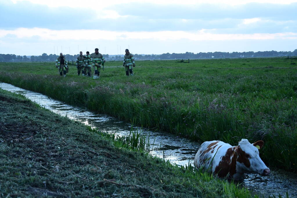 Brandweer redt koe uit sloot