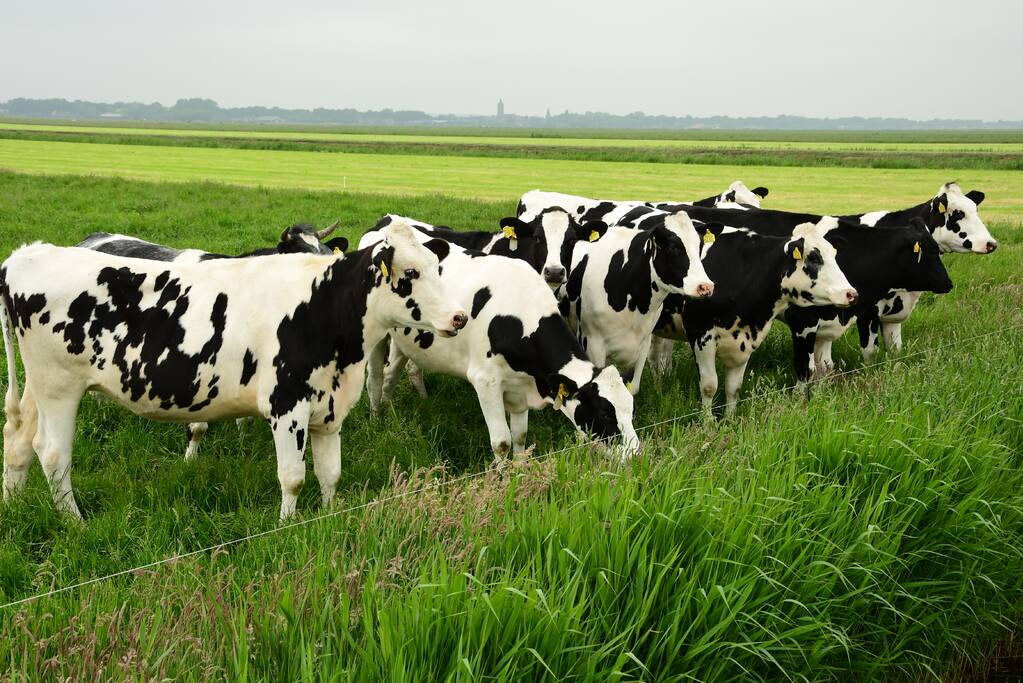 Mountainbiker treft eenzame koe aan in sloot