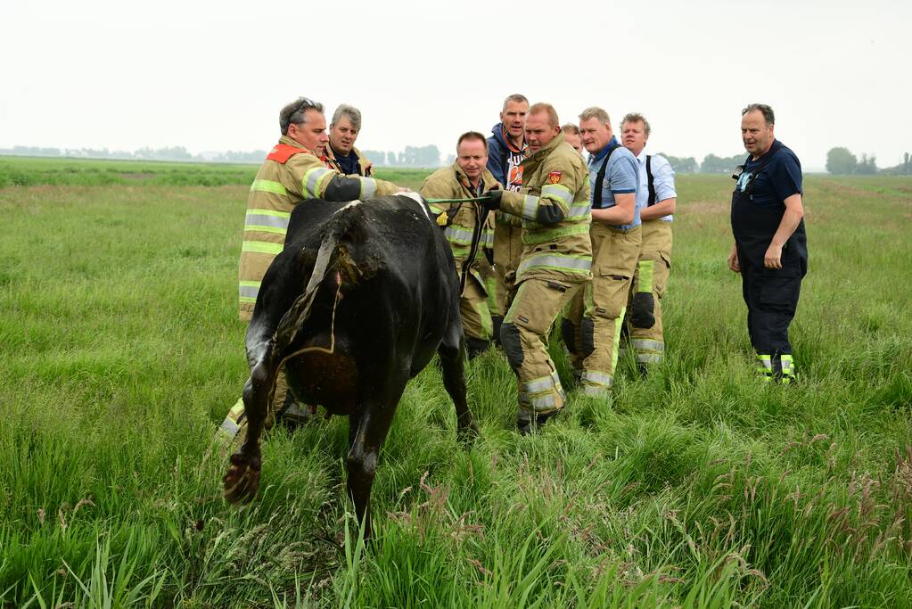 Mountainbiker treft eenzame koe aan in sloot