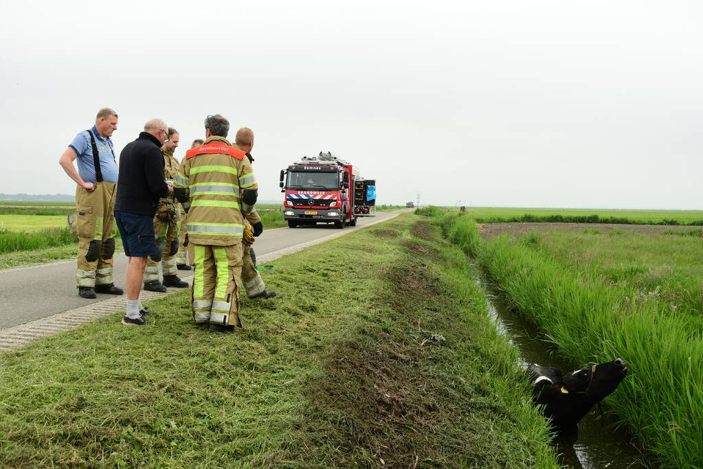 Mountainbiker treft eenzame koe aan in sloot