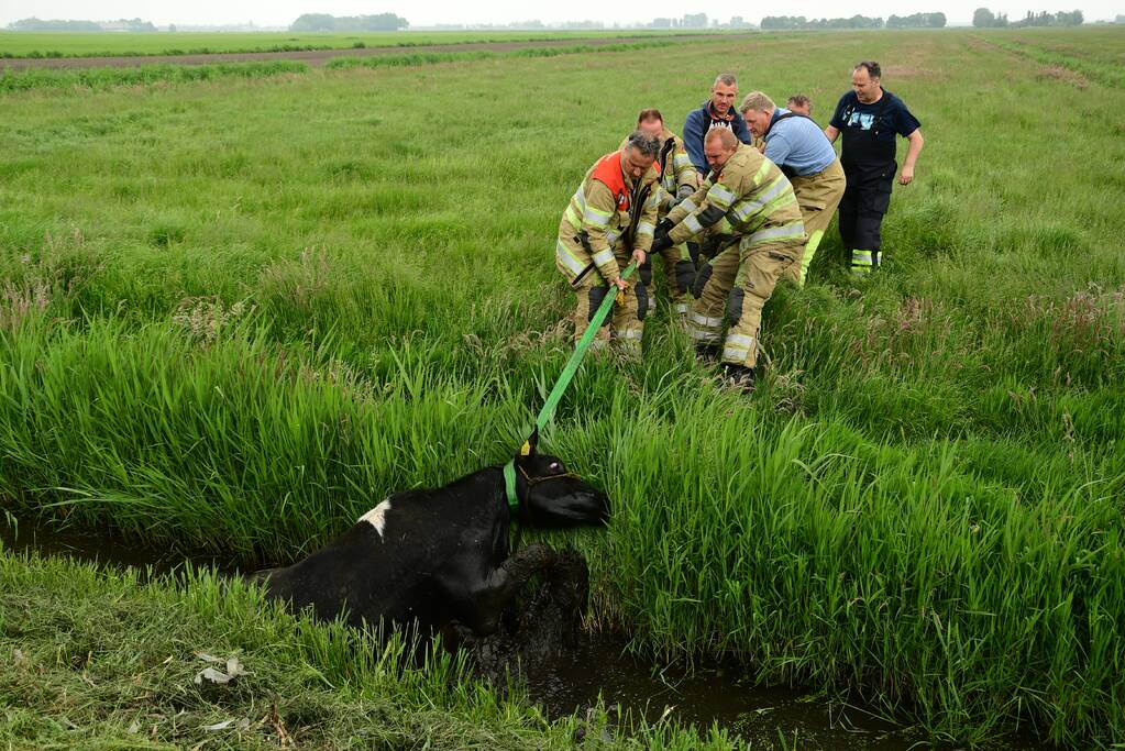 Mountainbiker treft eenzame koe aan in sloot