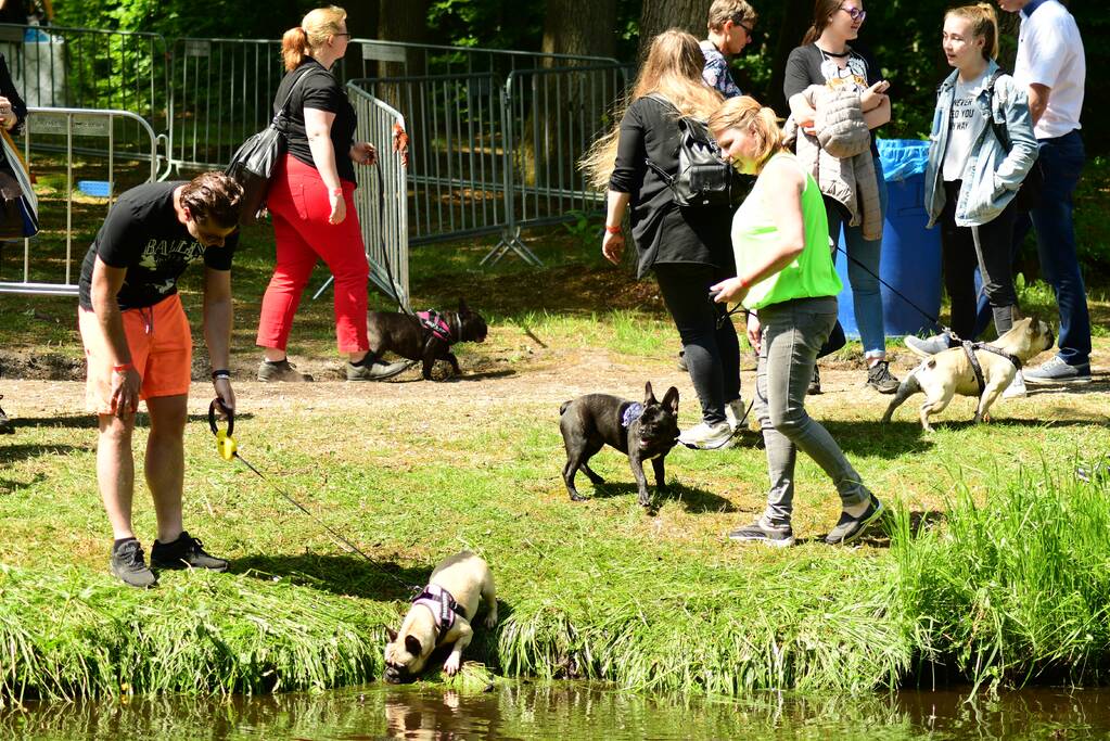 Kasteel in teken van hondenevenement
