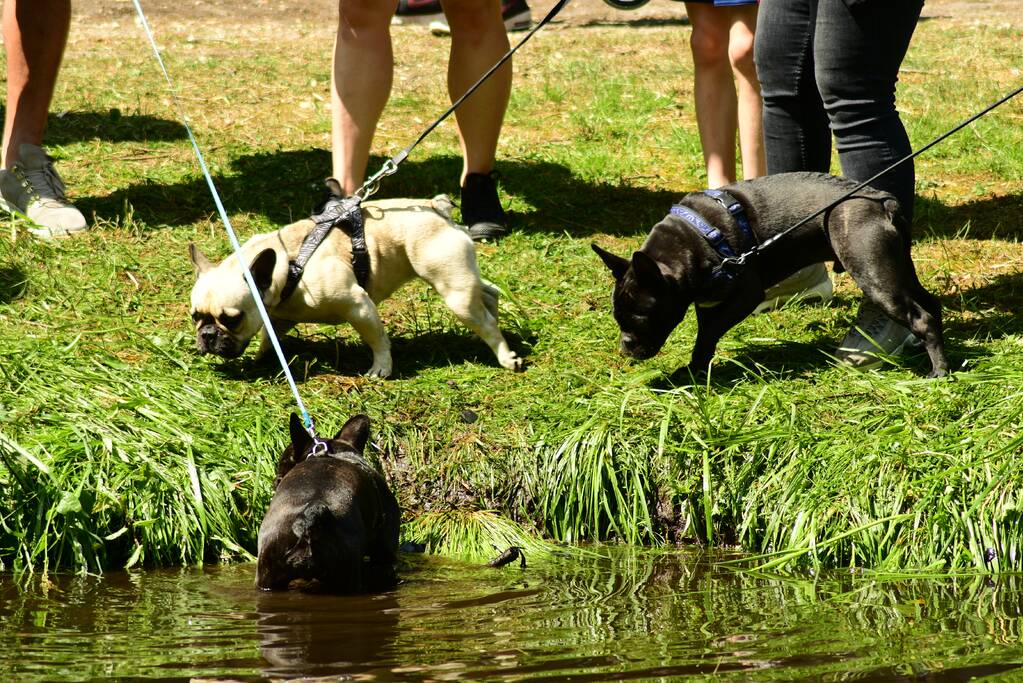 Kasteel in teken van hondenevenement