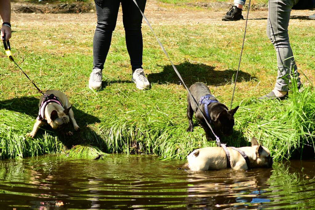 Kasteel in teken van hondenevenement